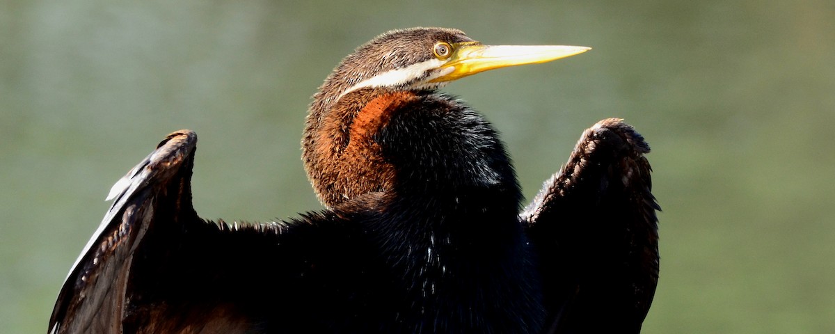 Australasian Darter - ML106397891