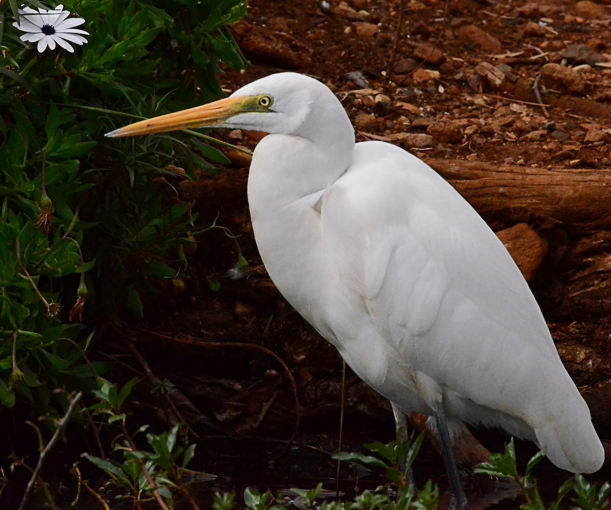 Great Egret - ML106398471