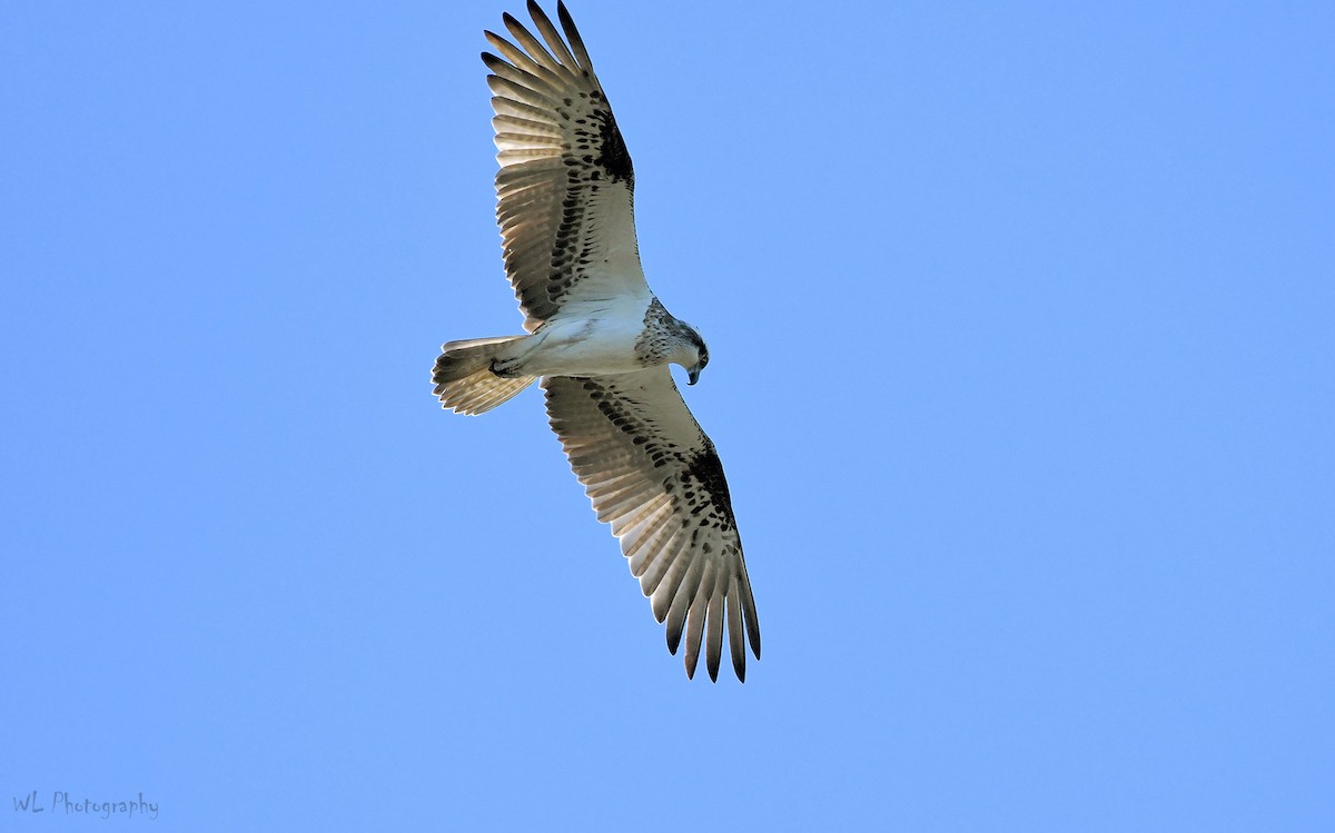 Osprey - ML106398481