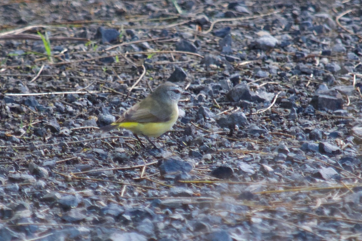 Yellow-rumped Thornbill - ML106398941