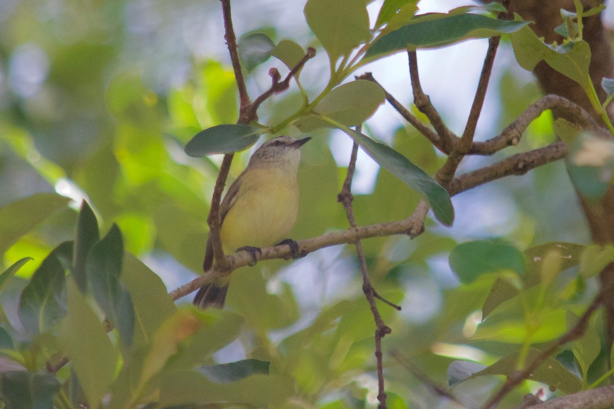 Yellow-rumped Thornbill - ML106398951