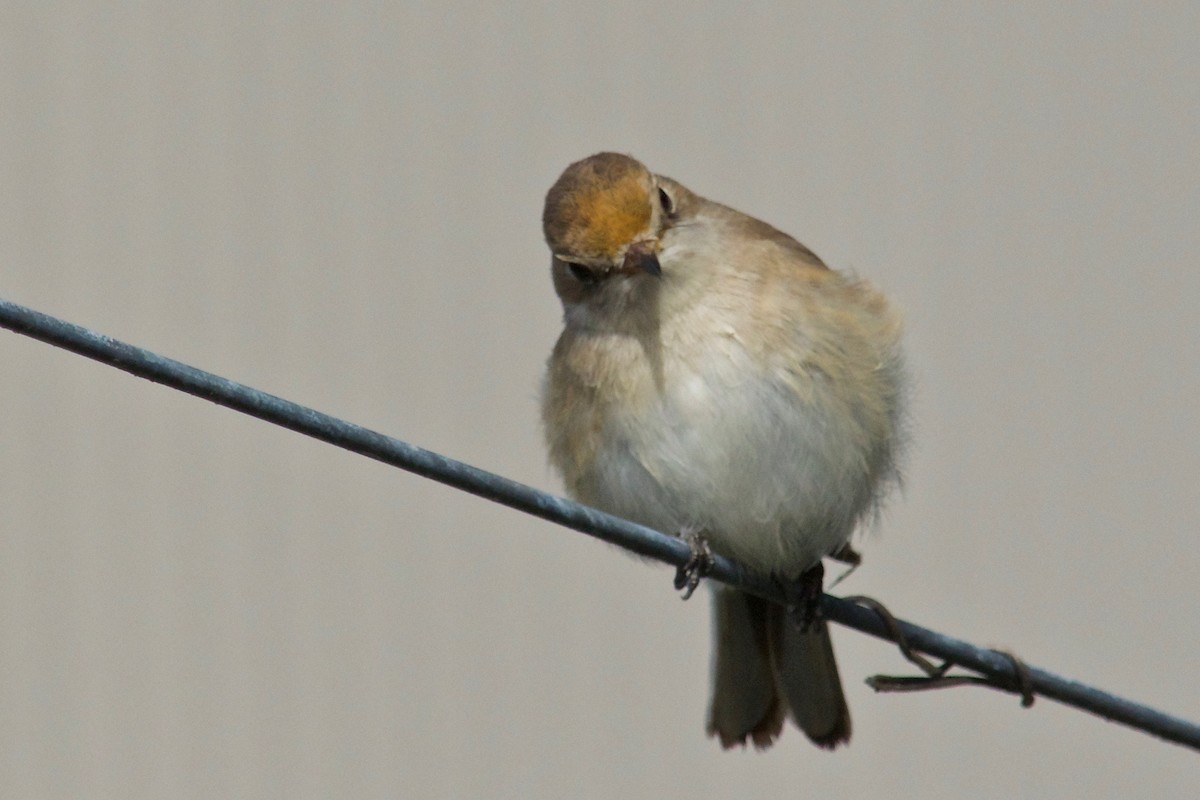 Red-capped Robin - ML106398991