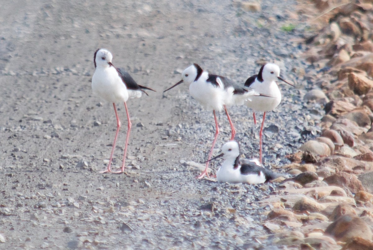 Pied Stilt - ML106399031