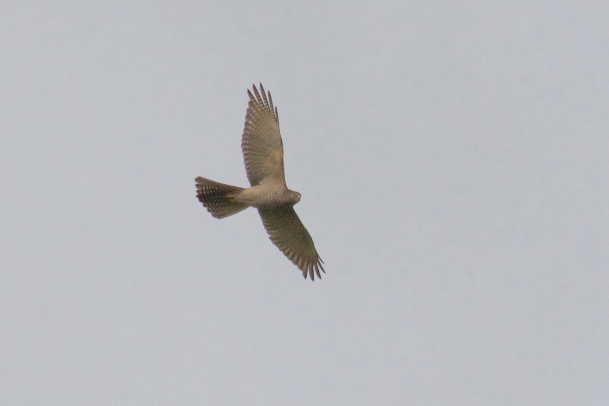 Brown Goshawk - ML106399041