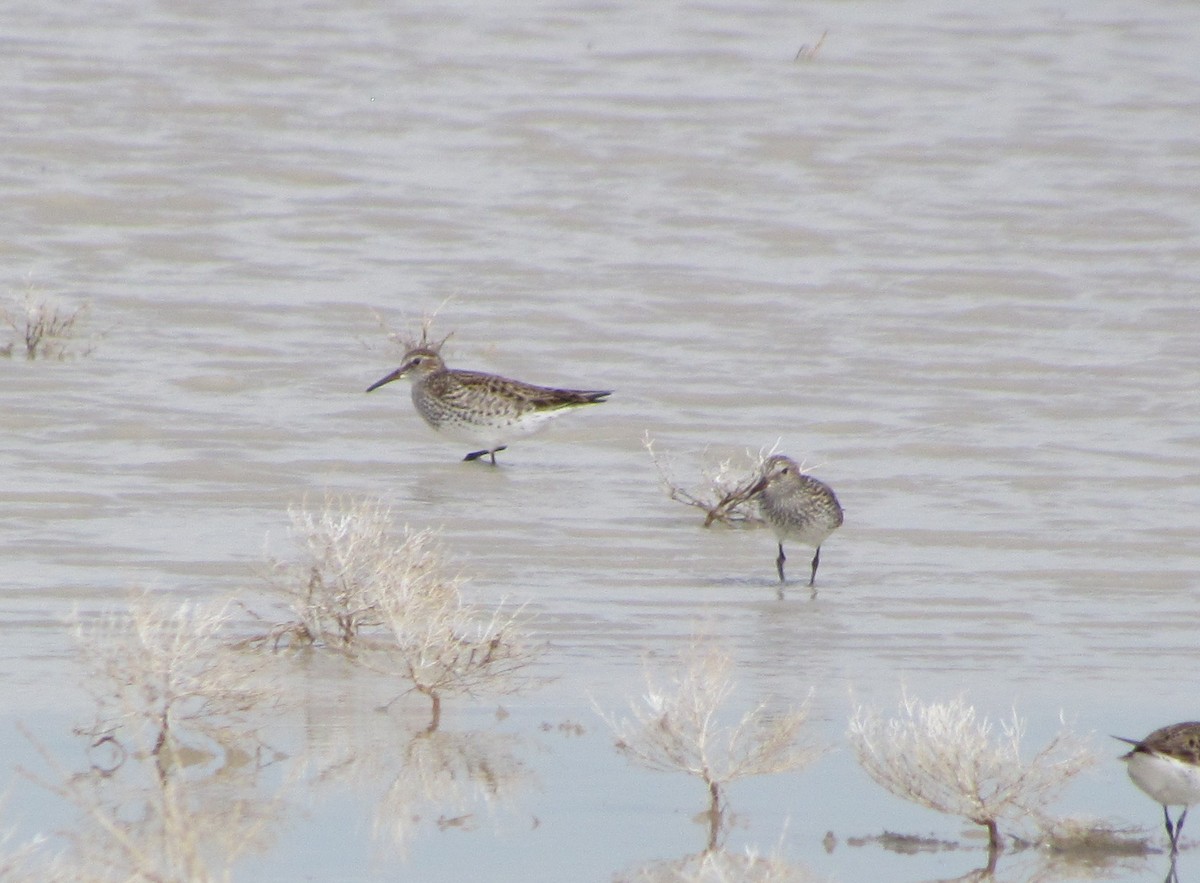 White-rumped Sandpiper - Darren Dowell