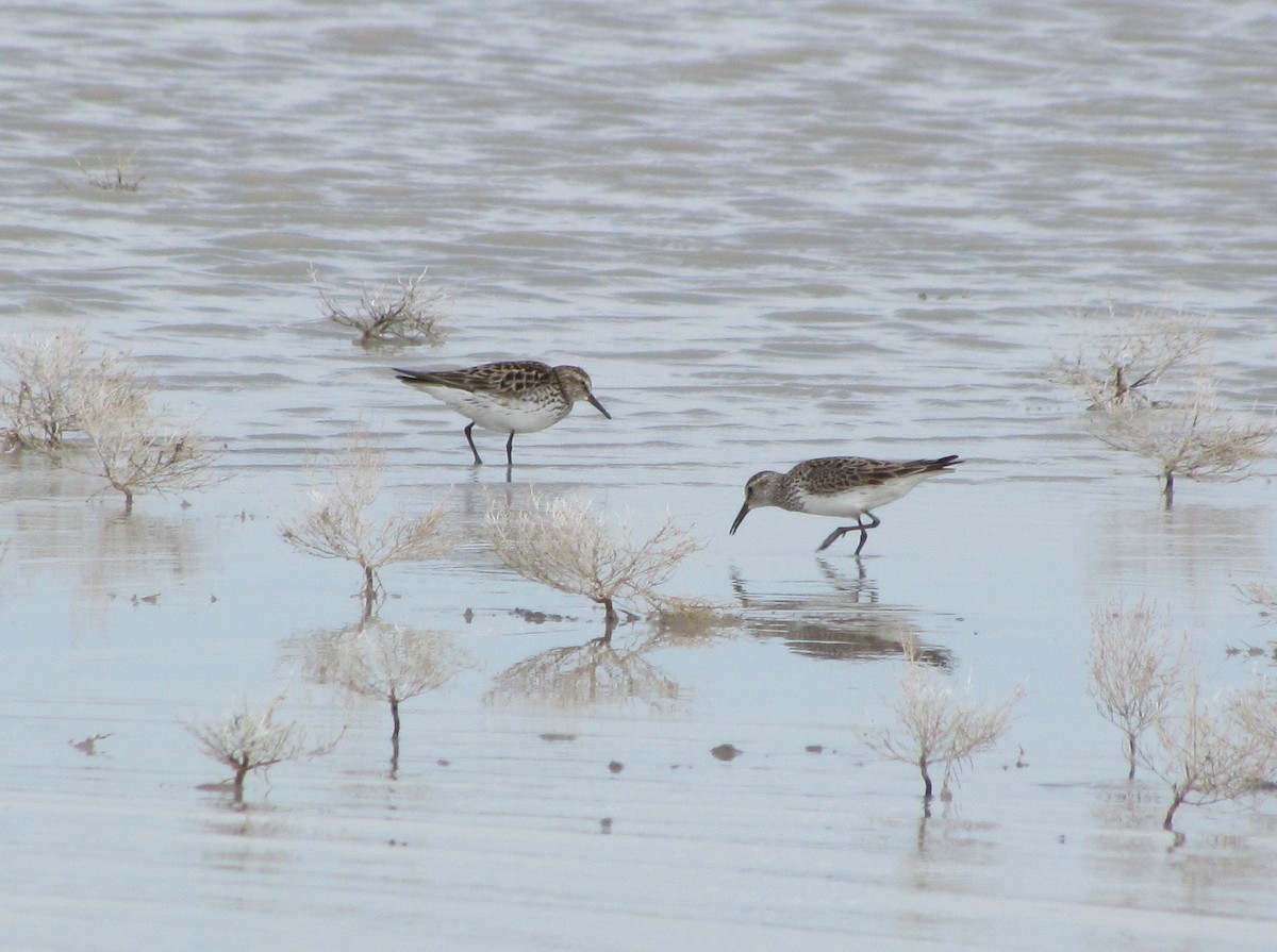 White-rumped Sandpiper - ML106399381