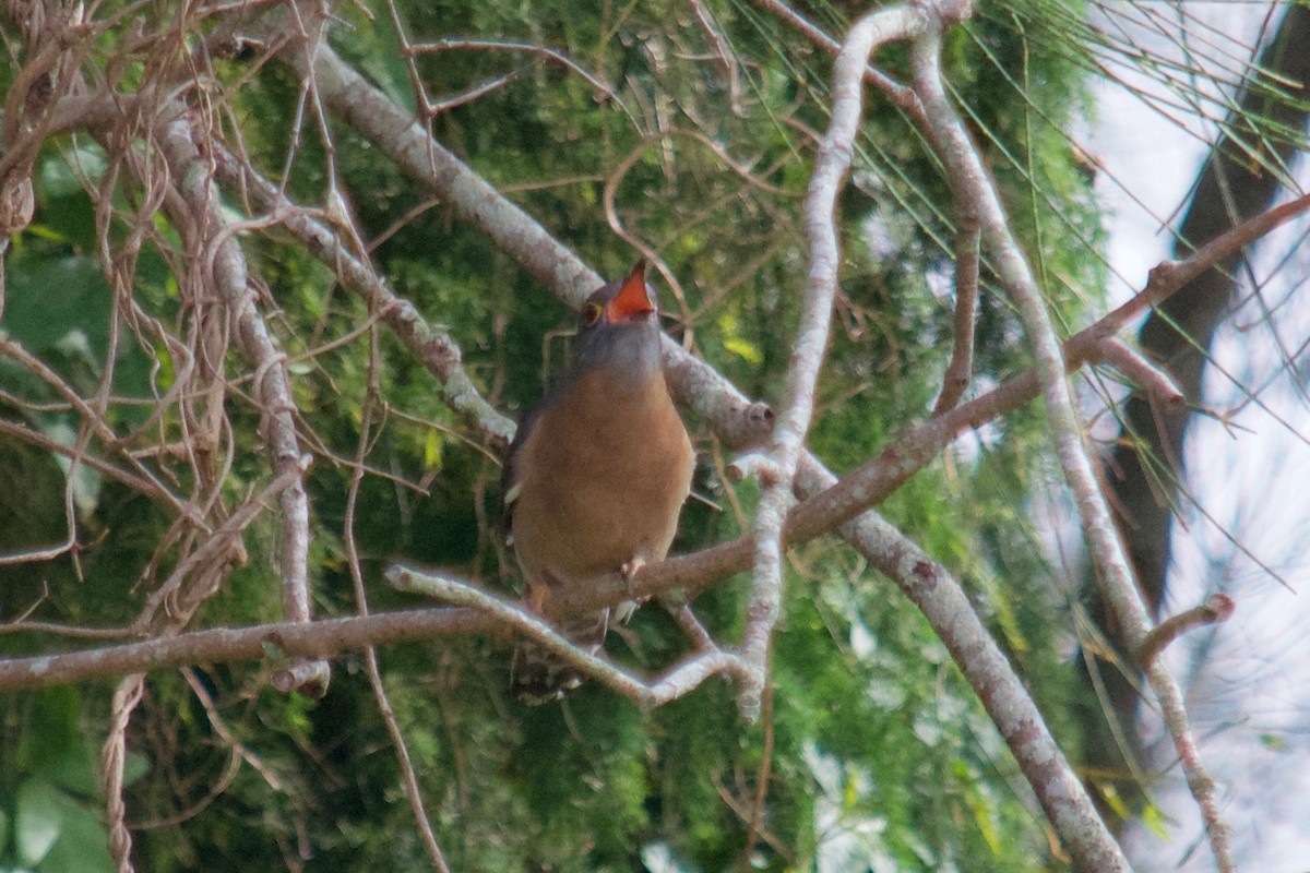 Fan-tailed Cuckoo - Rose  Wisemantel