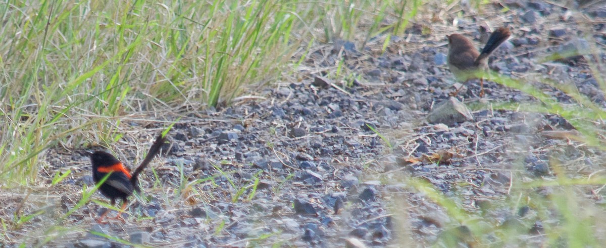 Red-backed Fairywren - ML106399531