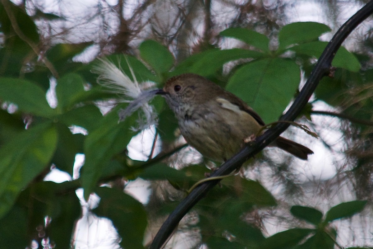 Brown Thornbill - Rose  Wisemantel