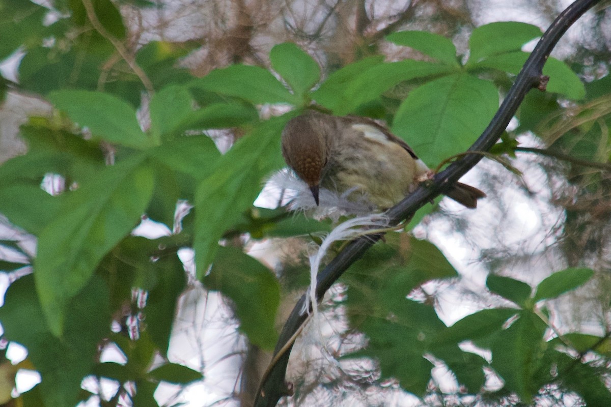 Brown Thornbill - ML106399551