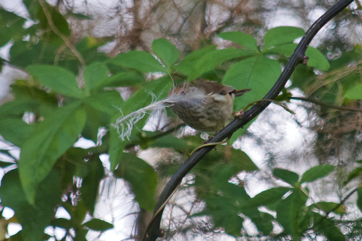 Brown Thornbill - ML106399561