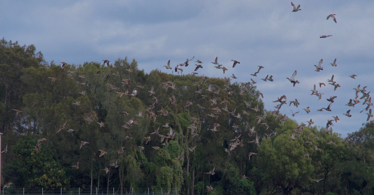 Pink-eared Duck - ML106399631