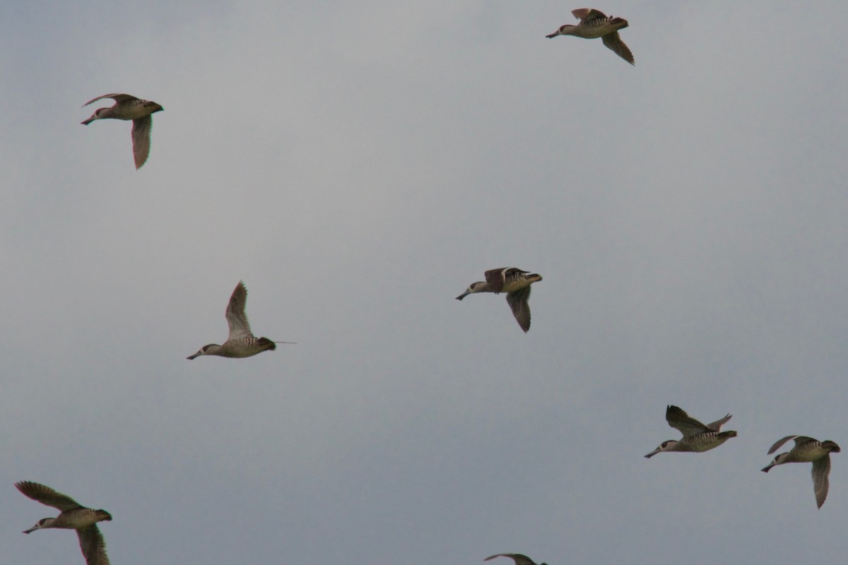 Pink-eared Duck - ML106399641