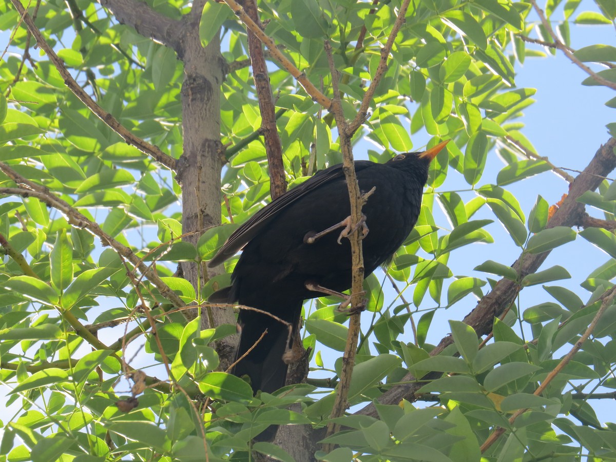 Eurasian Blackbird - ML106399651