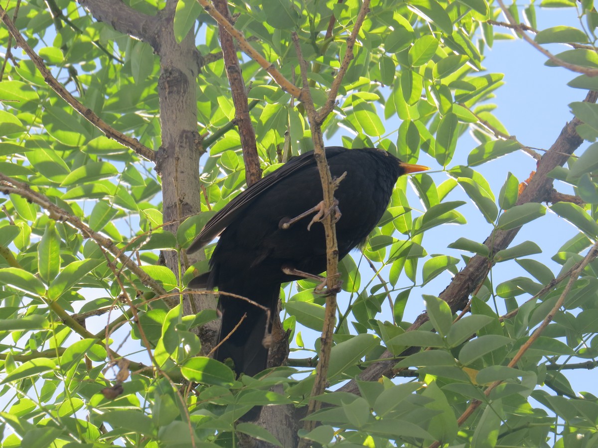 Eurasian Blackbird - ML106399661