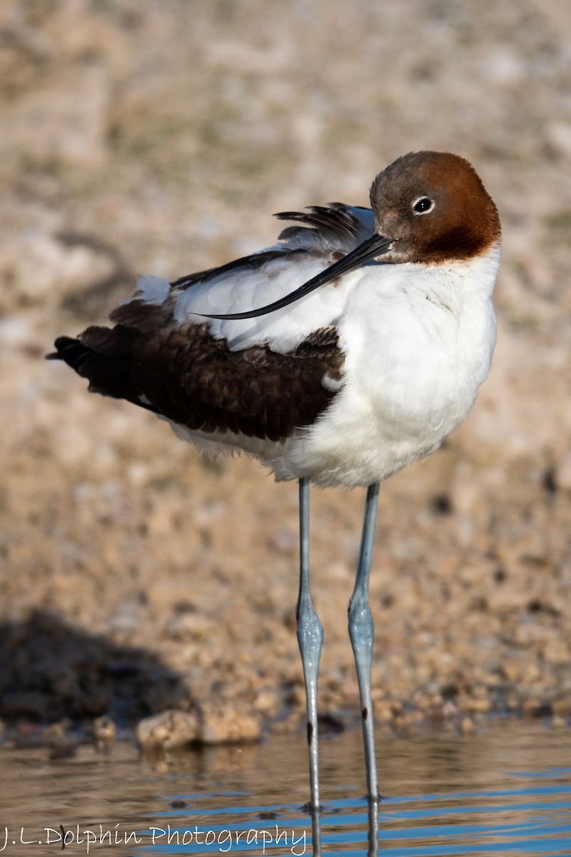 Red-necked Avocet - ML106401061