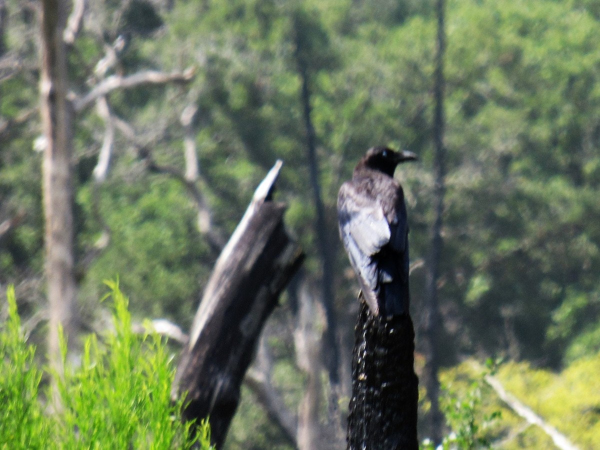 American Crow - ML106403651