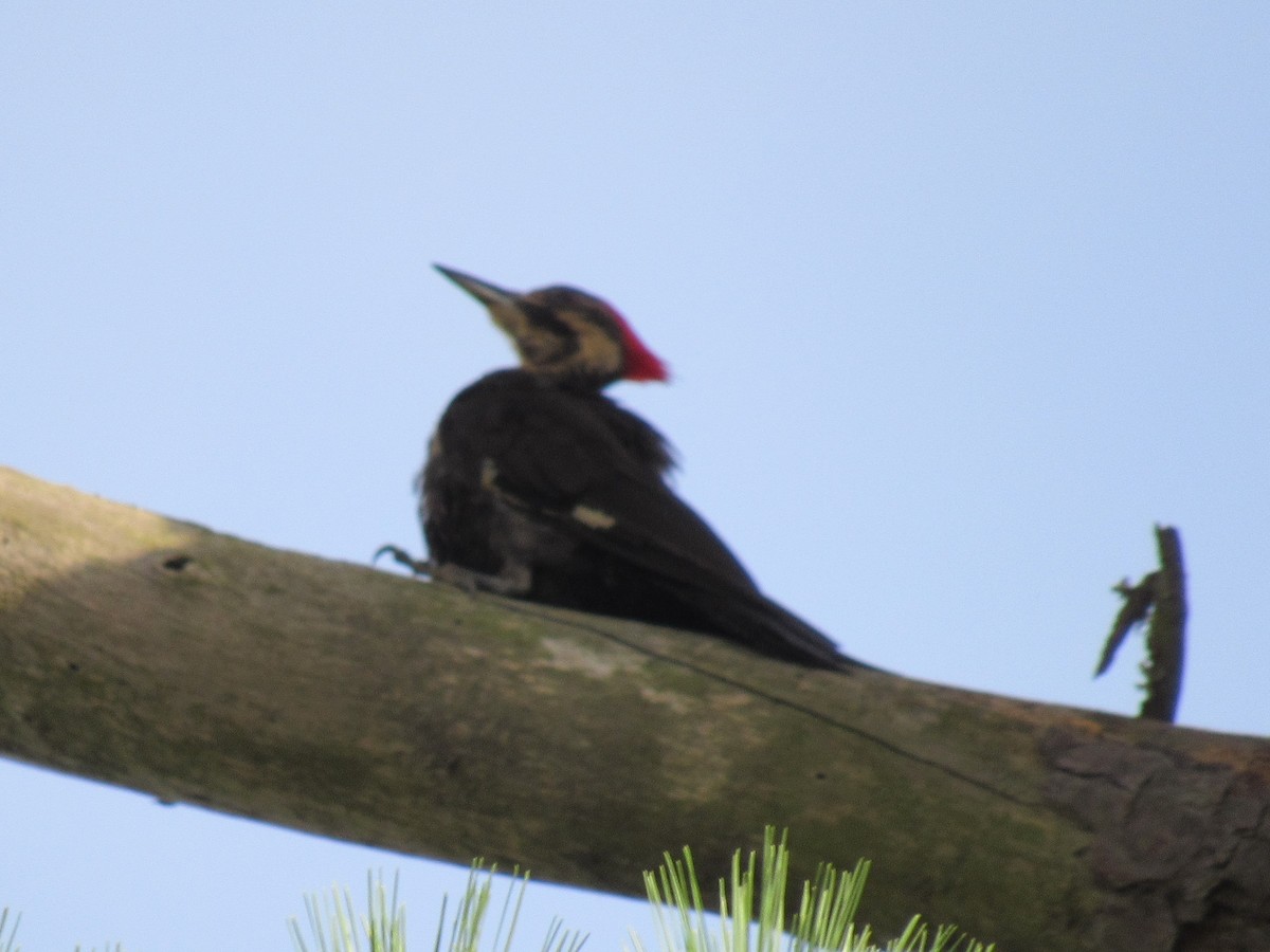 Pileated Woodpecker - Twylabird Jean