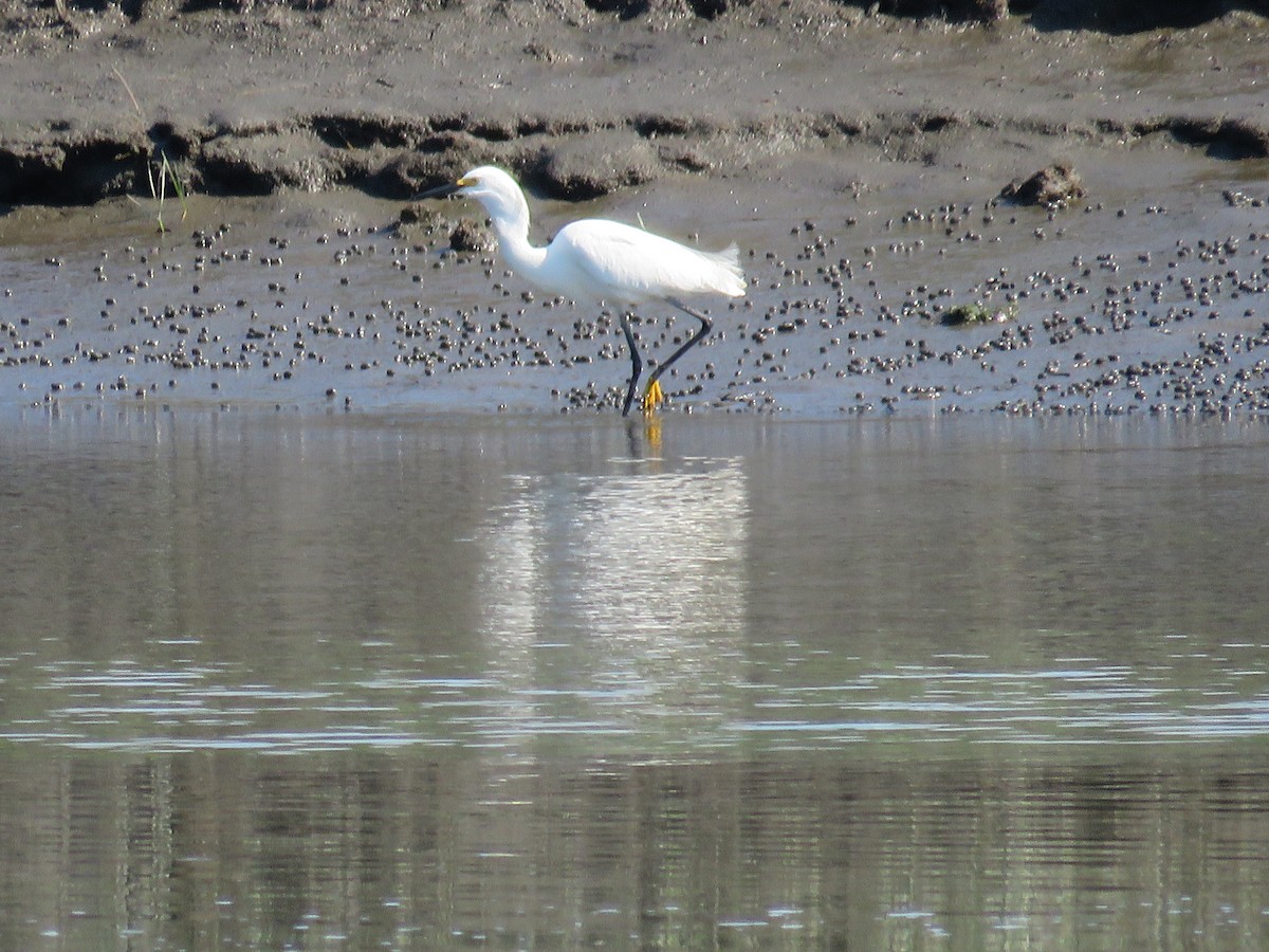 Snowy Egret - ML106404151