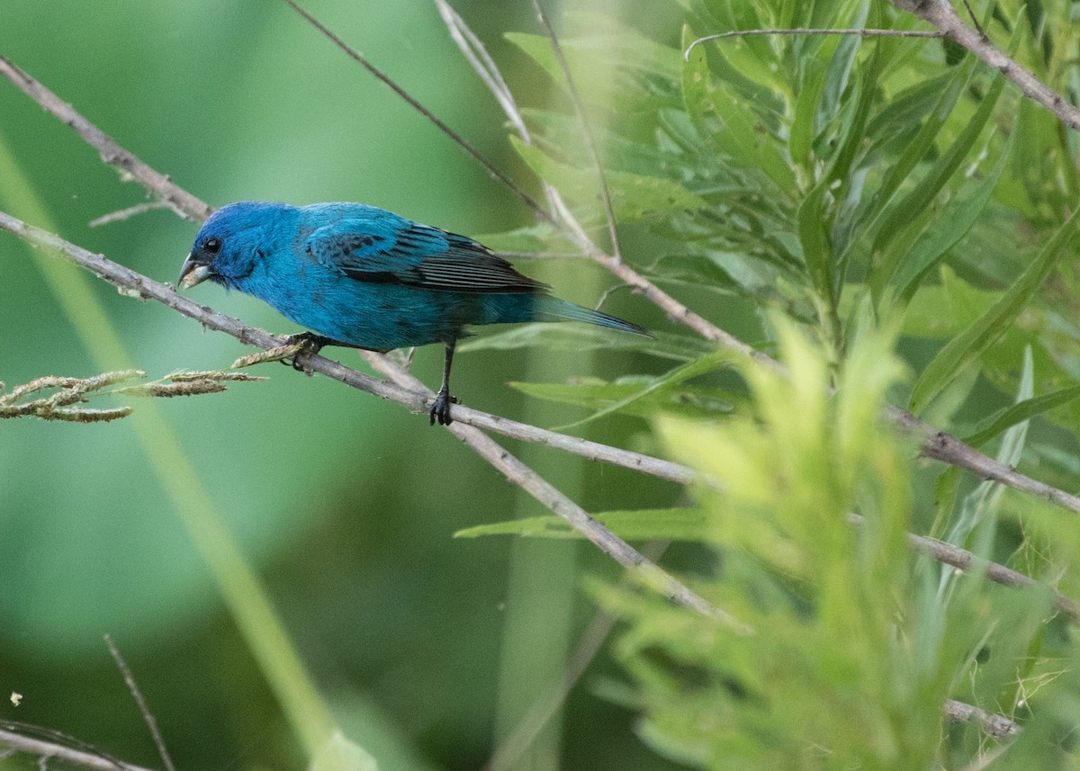 Indigo Bunting - ML106404921