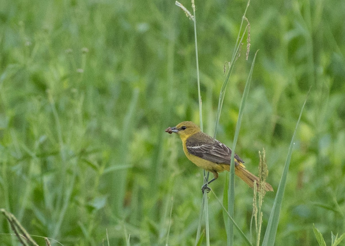 Orchard Oriole - ML106405001