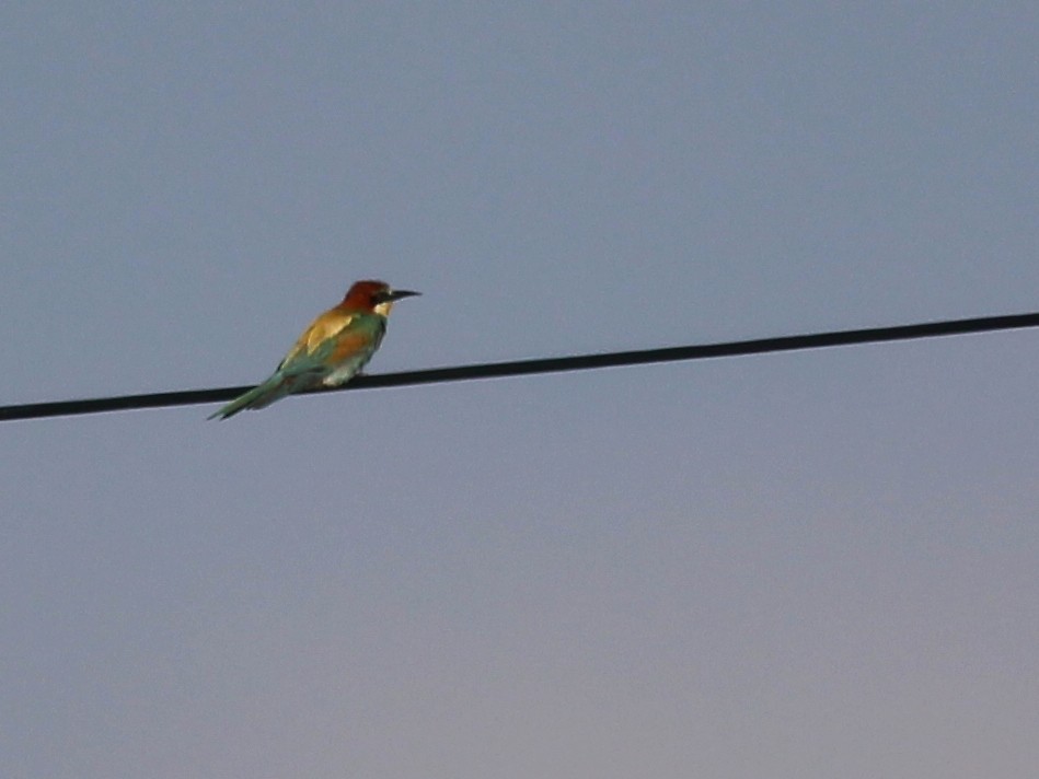 European Bee-eater - Rui  Morgado