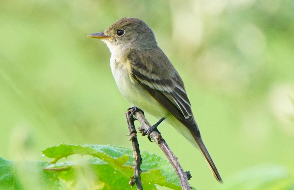 Willow Flycatcher - ML106407241