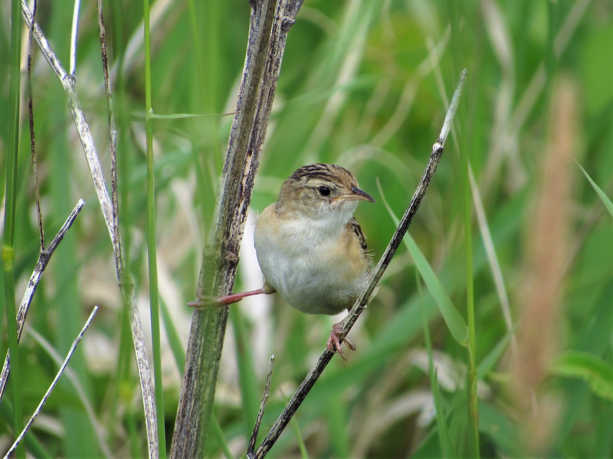 Sedge Wren - ML106408141
