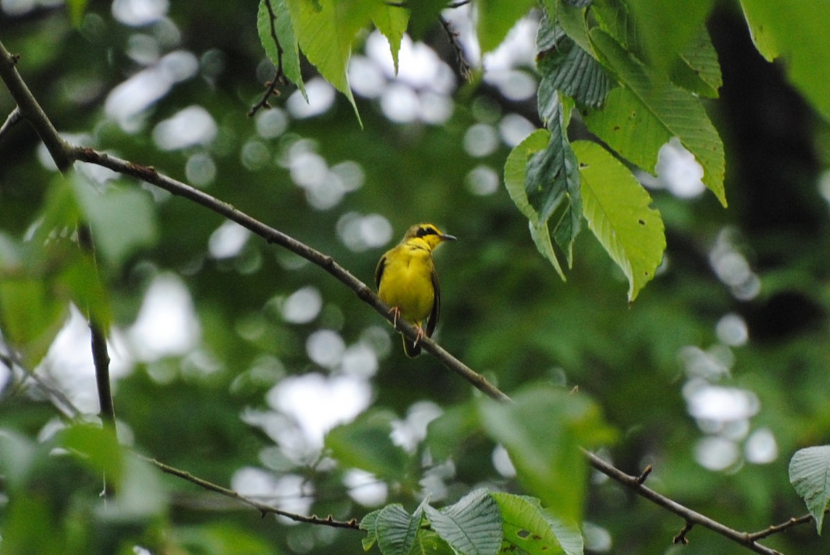 kentuckyparula - ML106408231