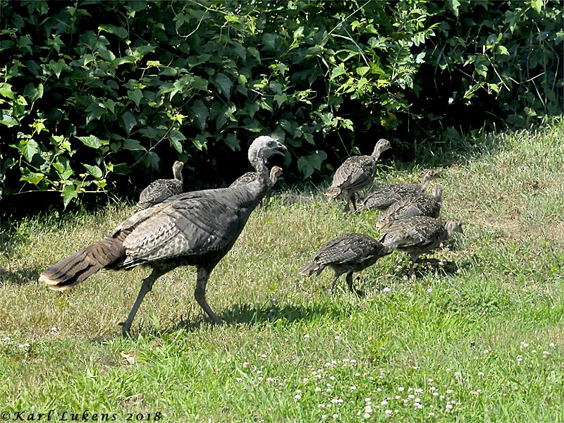 Guajolote Gallipavo - ML106409051