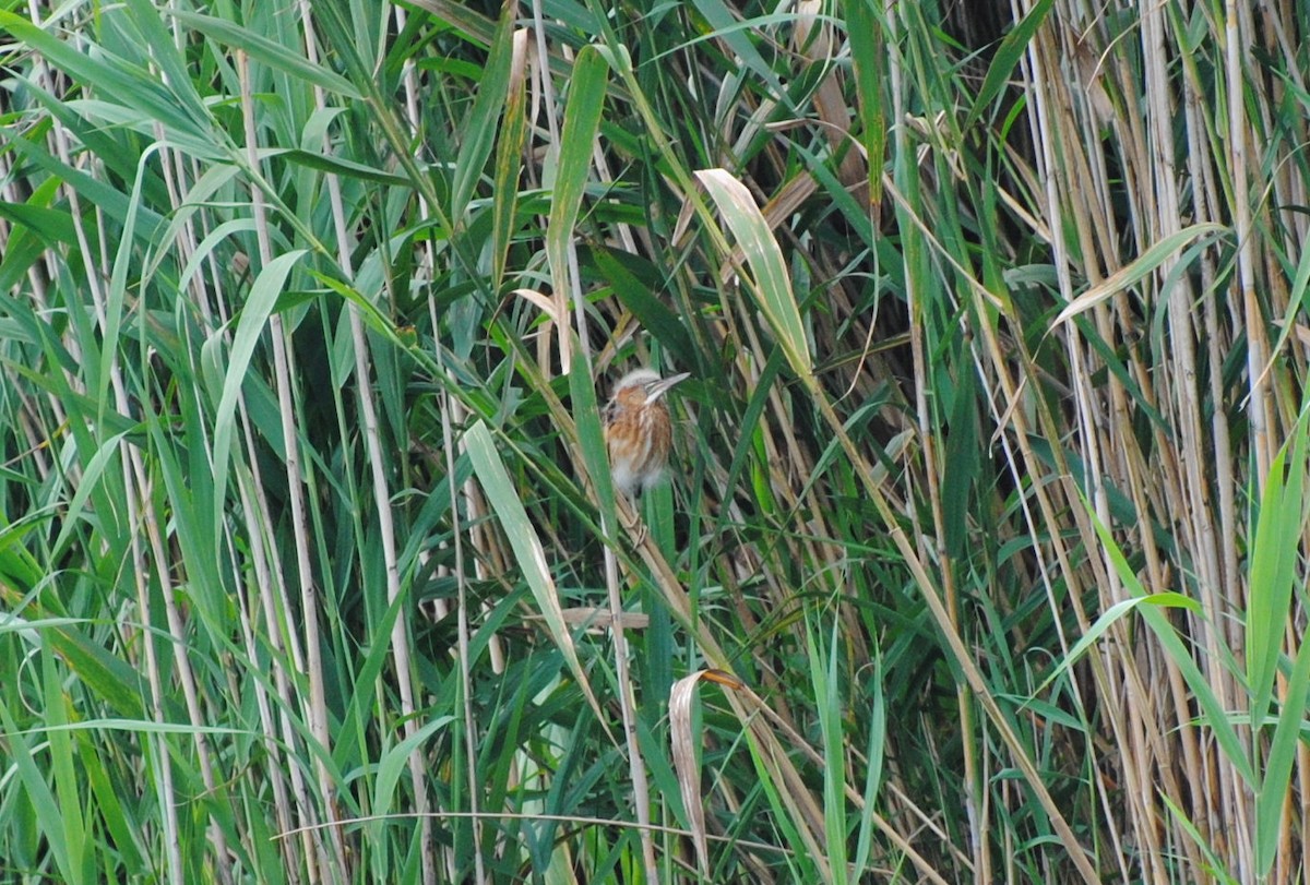 Least Bittern - ML106409381