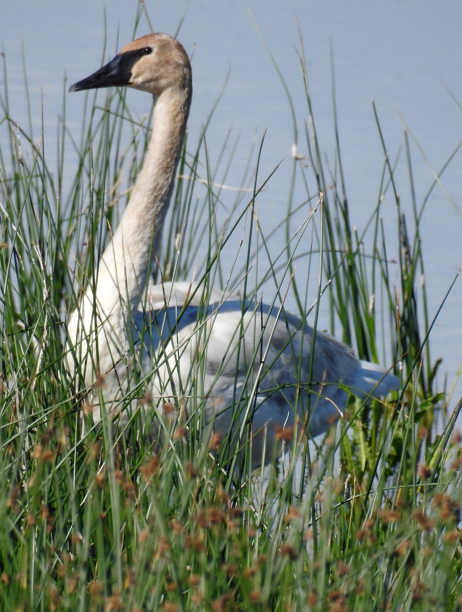 Trumpeter Swan - ML106410531