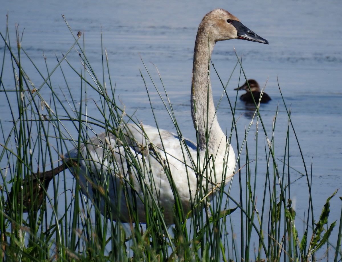 Trumpeter Swan - ML106410591