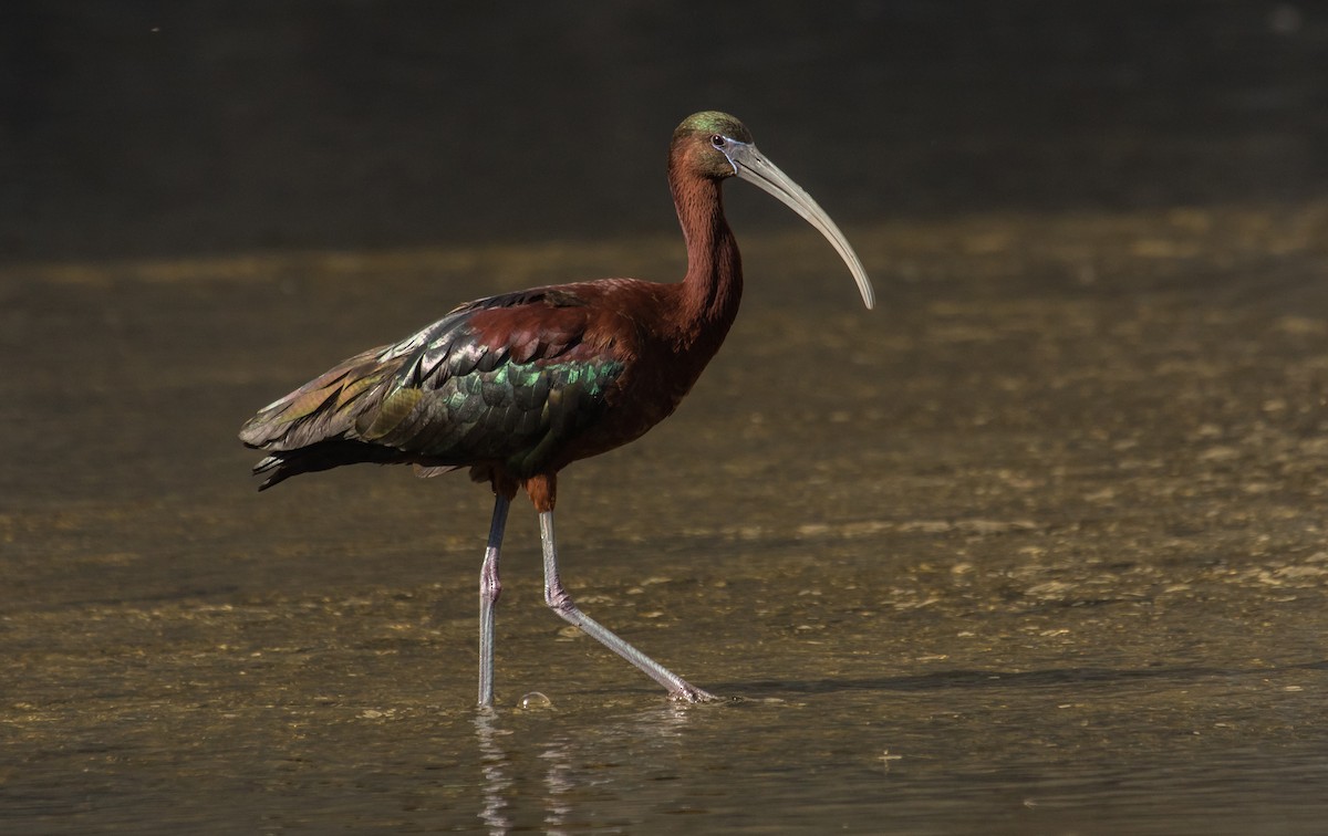 Ibis falcinelle - ML106410871