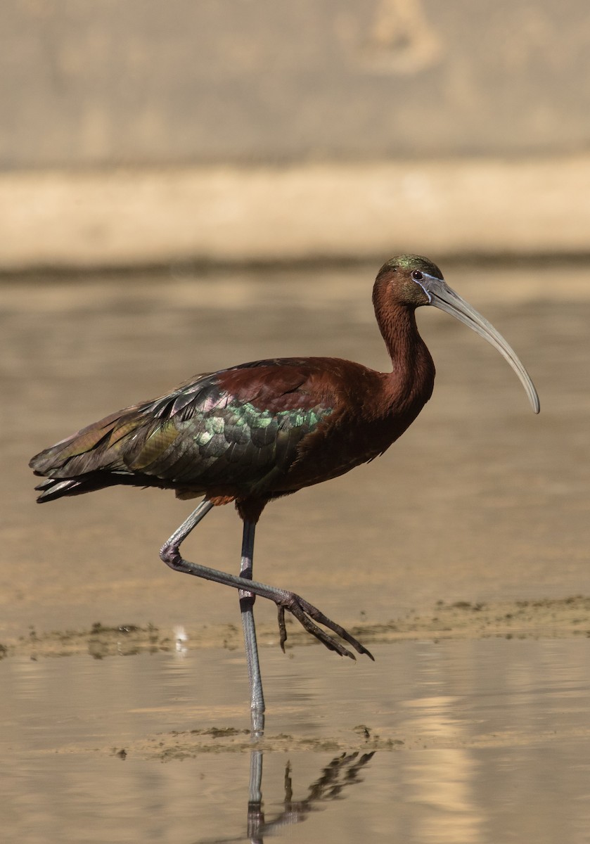 Ibis falcinelle - ML106410881
