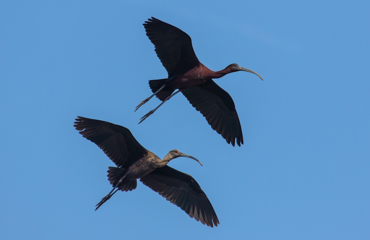 Ibis falcinelle - ML106410891