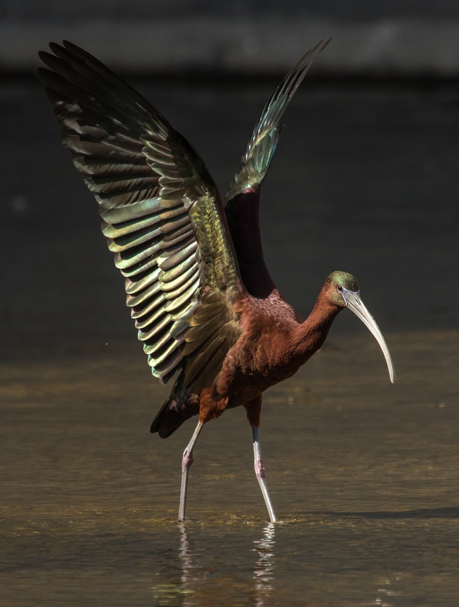 Ibis falcinelle - ML106410901