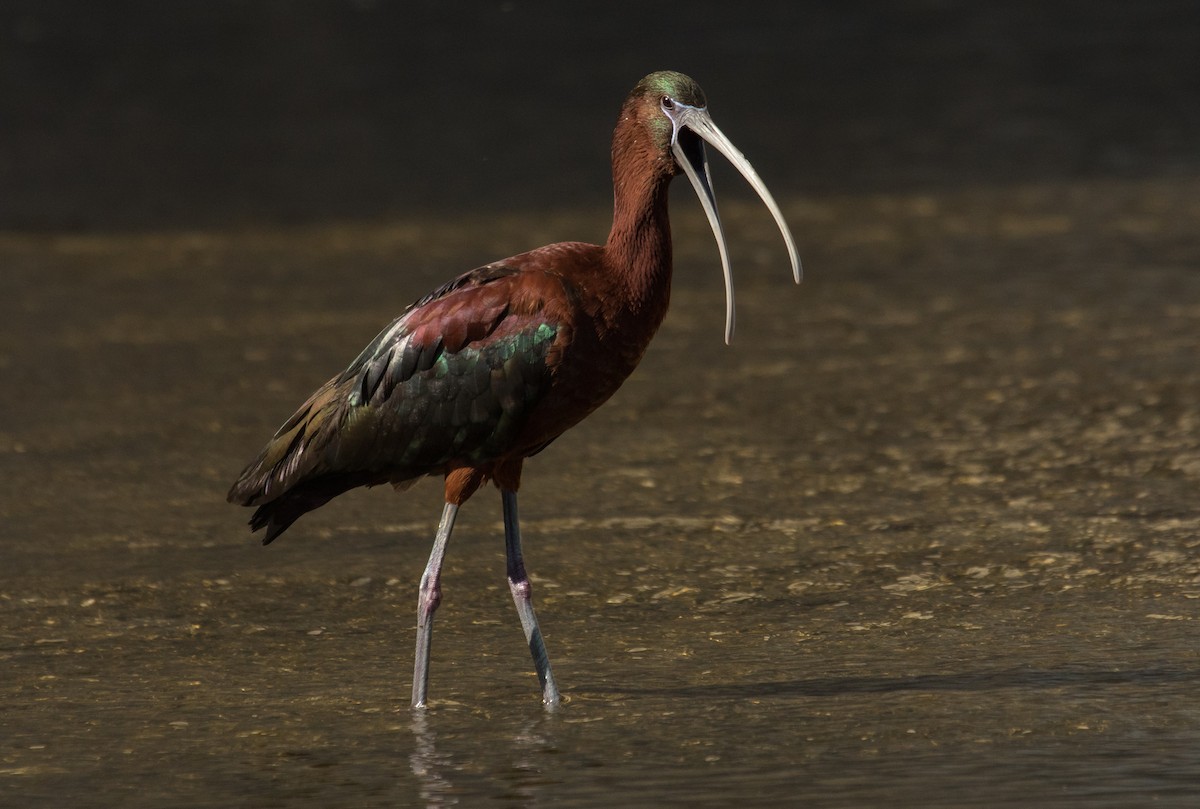 Ibis falcinelle - ML106410911