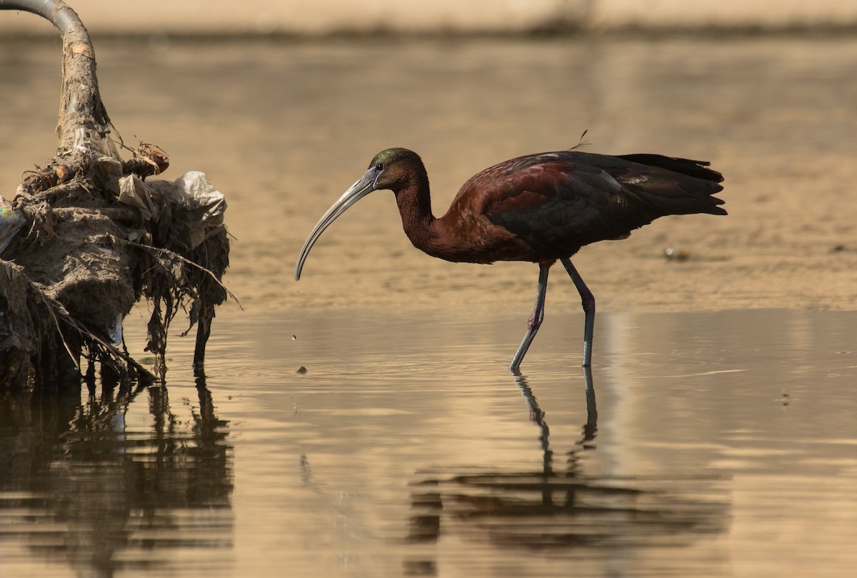 Ibis falcinelle - ML106410941