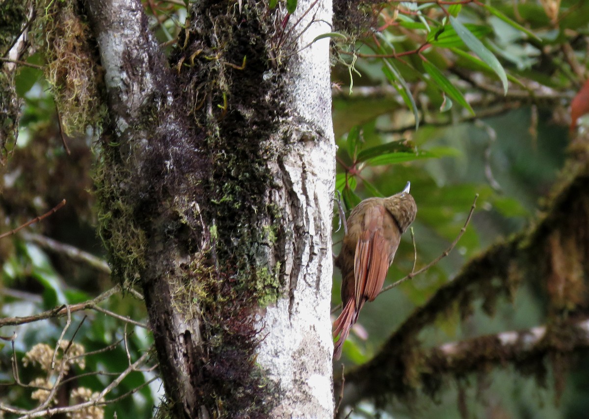 Tyrannine Woodcreeper - ML106411301