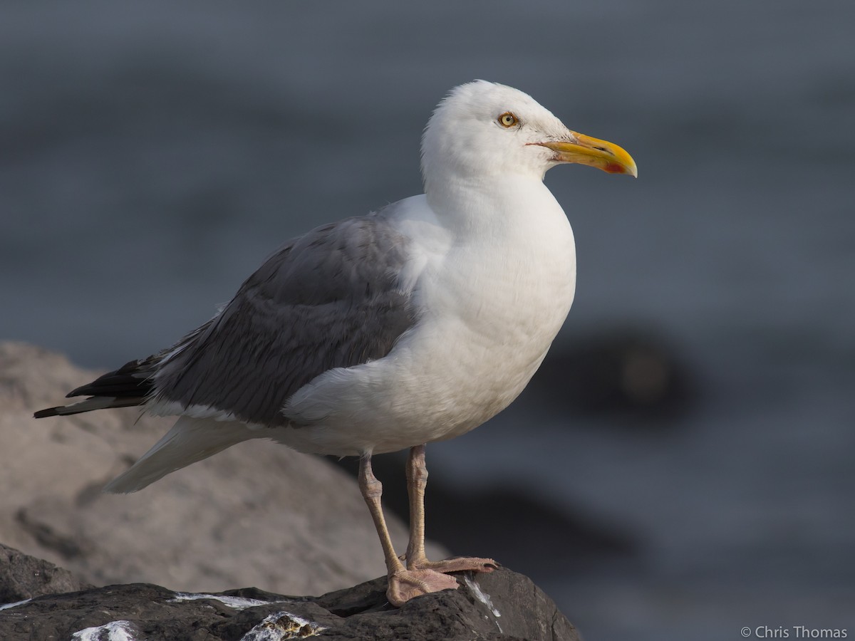 Herring Gull - ML106411621