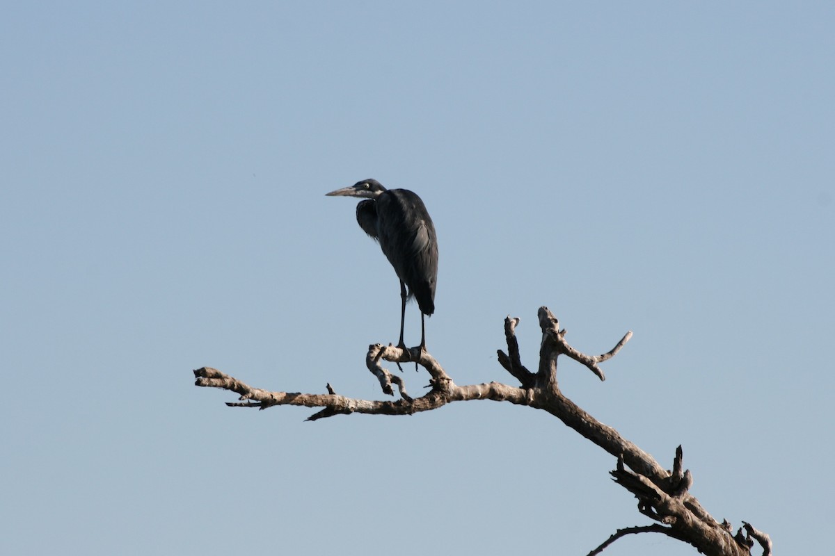 Garza Cabecinegra - ML106412401