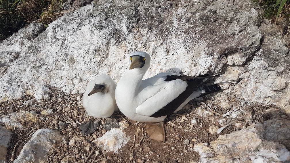 Masked Booby - Elizabeth Bell