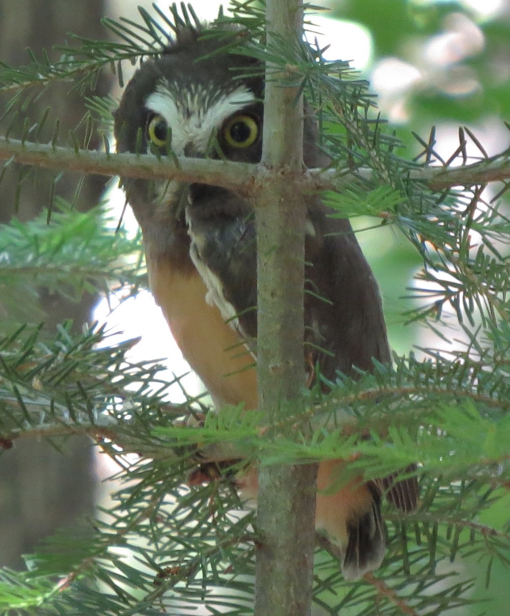 Northern Saw-whet Owl - ML106414391