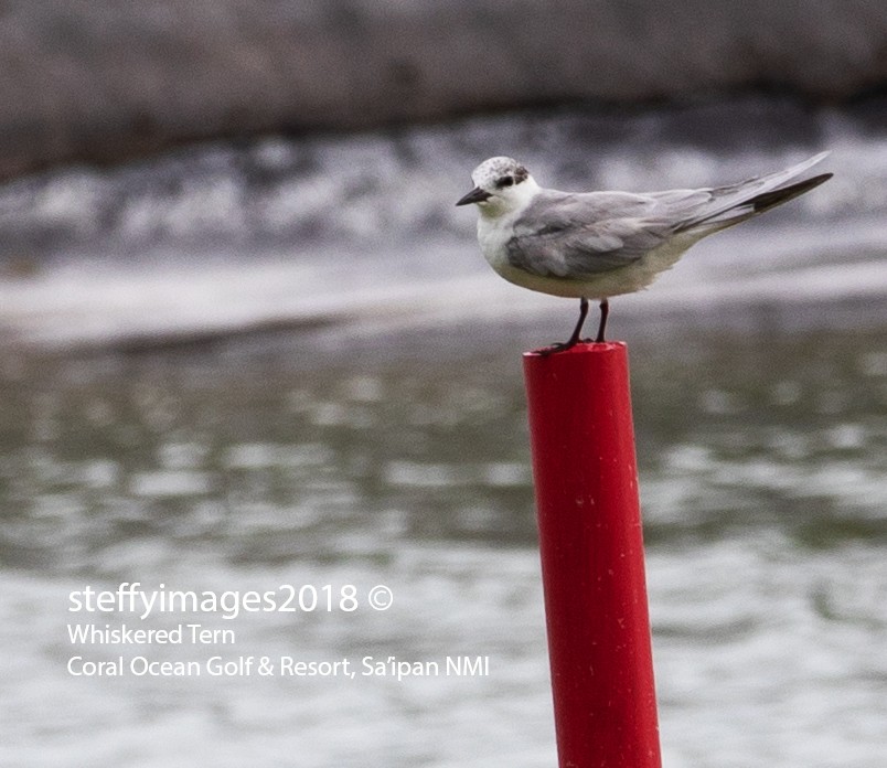 Whiskered Tern - ML106415541