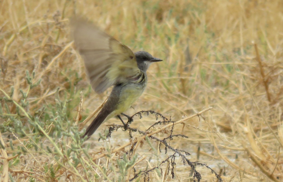 Cassin's Kingbird - Jessie Stuebner