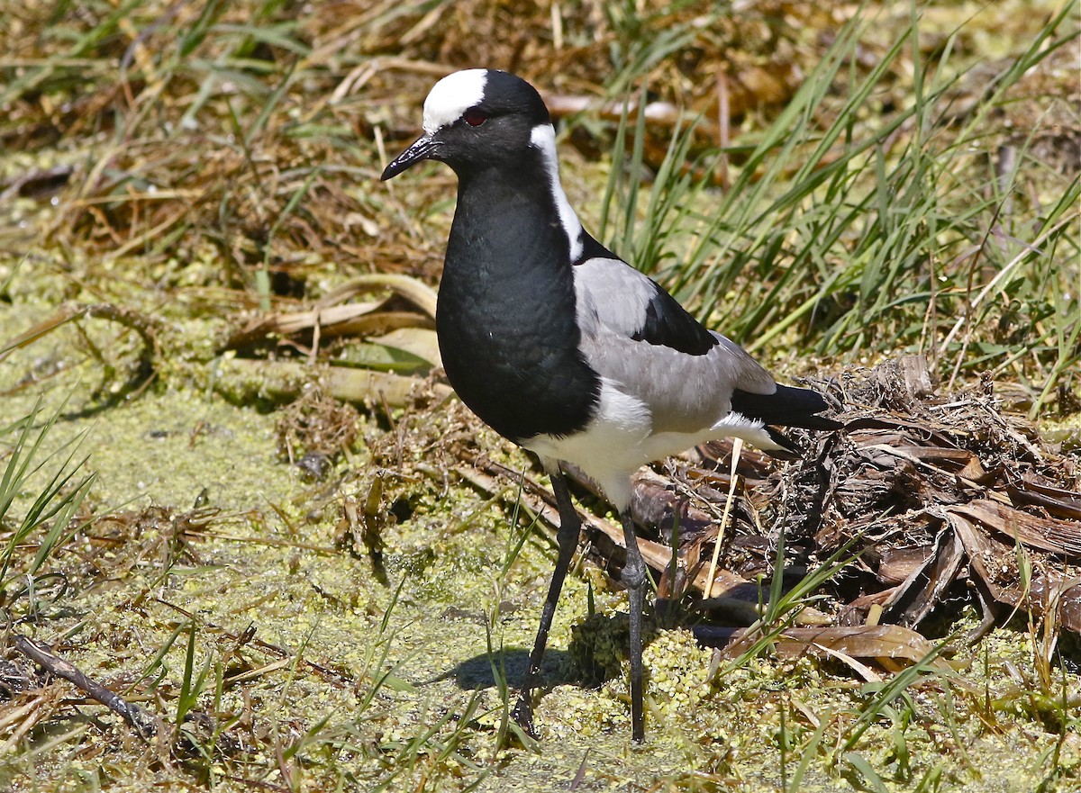 Blacksmith Lapwing - Don Roberson