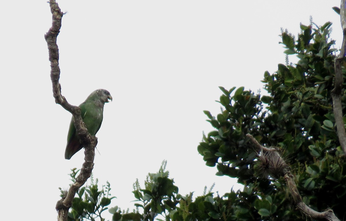 Speckle-faced Parrot - ML106417861