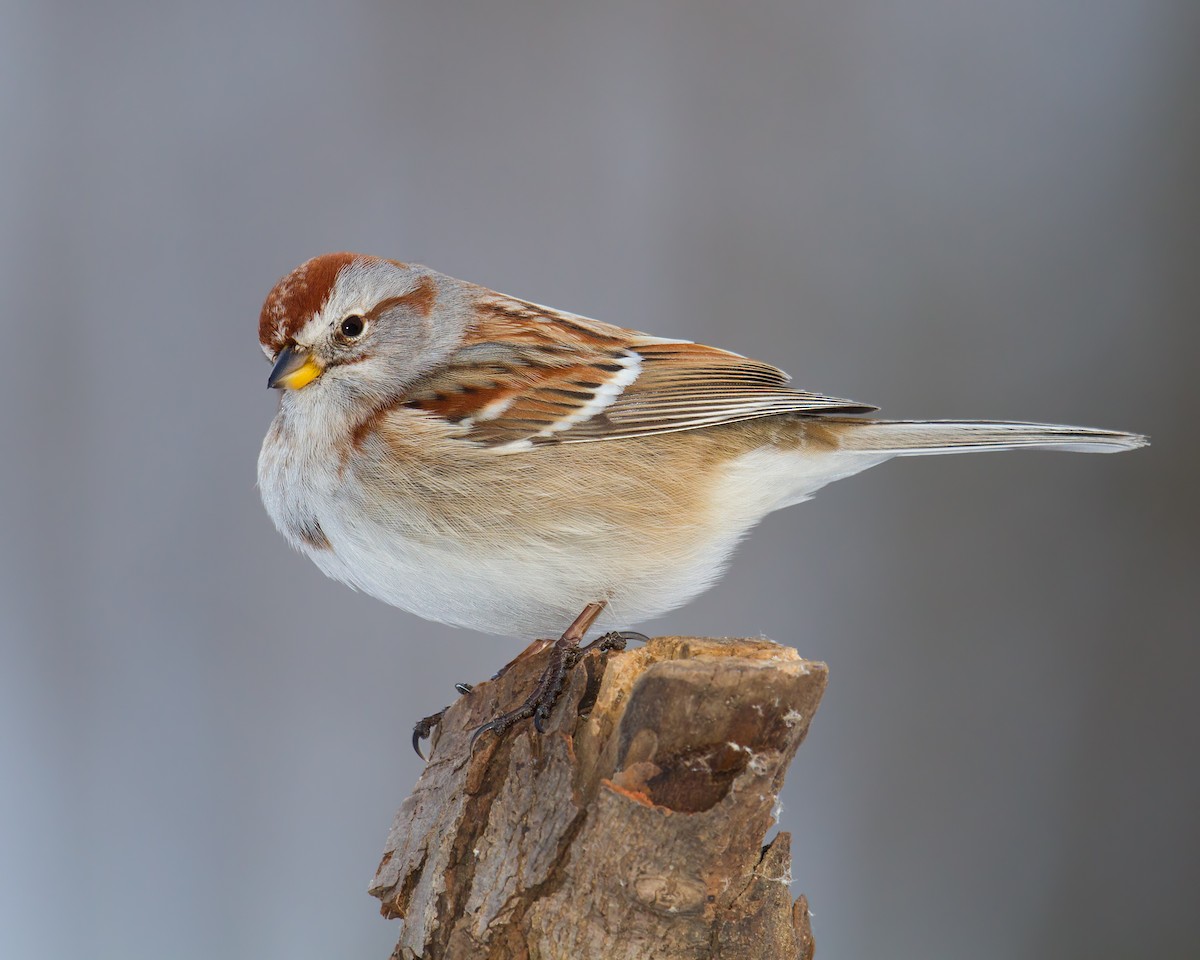 American Tree Sparrow - Darlene Friedman