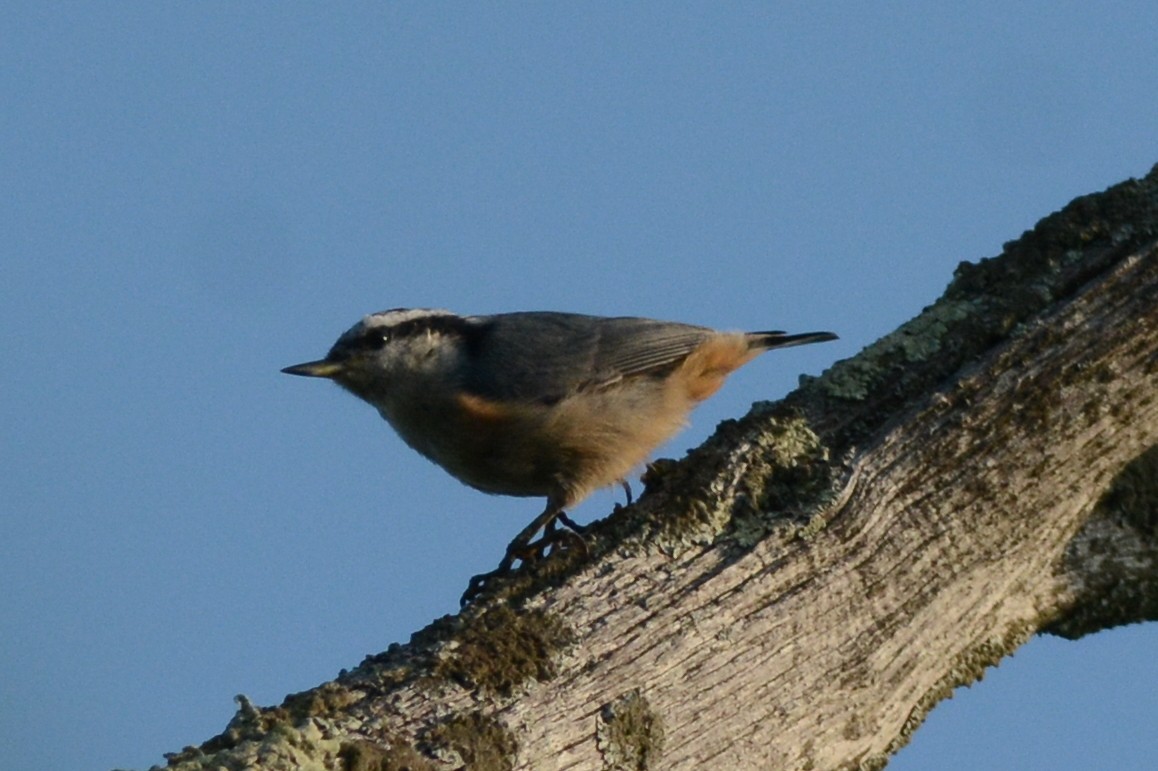 Red-breasted Nuthatch - ML106420361
